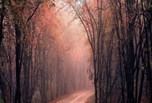 AYX-科维托娃关键节点高光表现，瑞士队带队取胜！的简单介绍